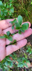 Vaccinium cespitosum