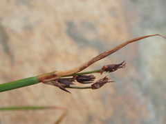 Juncus alpinoarticulatus