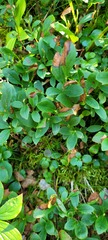 Vaccinium cespitosum