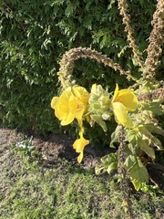 Verbascum densiflorum