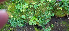 Vaccinium cespitosum