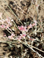 Eriogonum niveum