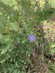 Symphyotrichum oblongifolium