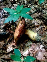 Neoboletus erythropus