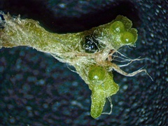 Riccia huebeneriana
