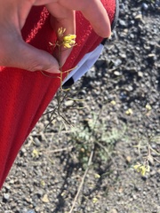 Sisymbrium altissimum