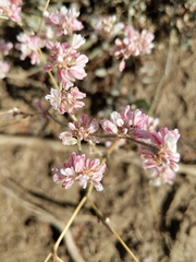 Eriogonum niveum