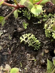 Riccia huebeneriana