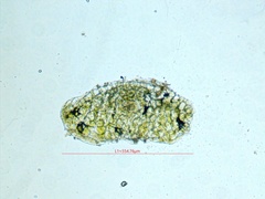Riccia huebeneriana