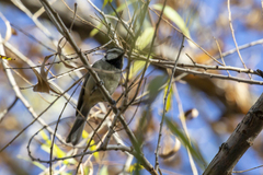Baeolophus wollweberi
