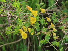 Tropaeolum brachyceras