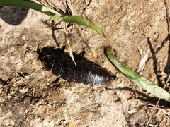 Lamprigera taimoshana