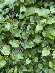 Ampelopsis
