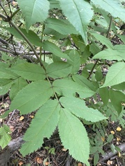 Viburnaceae