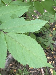 Viburnaceae