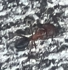 Camponotus floridanus