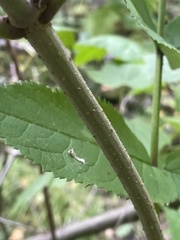 Viburnaceae