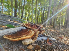 Phaeolus schweinitzii