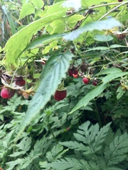 Rubus idaeus