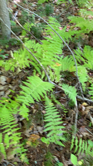 Dennstaedtia punctilobula
