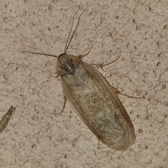 Corydiidae