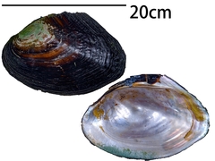 Sinohyriopsis cumingii