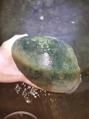 Sinohyriopsis cumingii