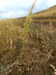 Achnatherum sibiricum