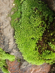Nyholmiella obtusifolia