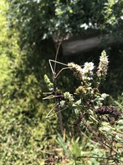 Pseudosermyle strigata