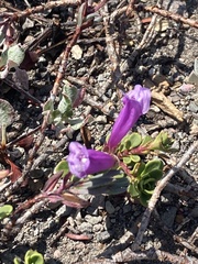 Penstemon davidsonii
