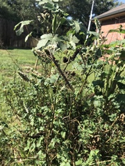 Pseudosermyle strigata