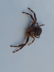 Thomisidae