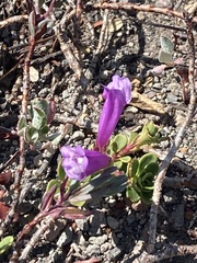 Penstemon davidsonii