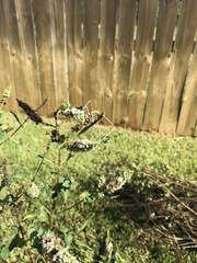 Pseudosermyle strigata