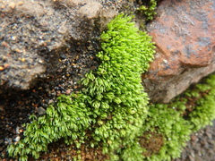 Nyholmiella obtusifolia