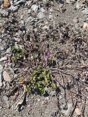 Penstemon davidsonii
