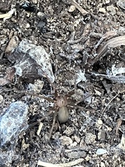 Loxosceles rufescens