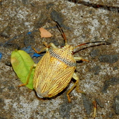 Antiteuchus macraspis