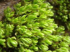 Nyholmiella obtusifolia