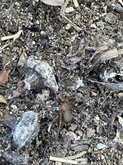 Loxosceles rufescens