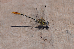 Erpetogomphus compositus