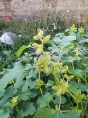 Xanthium strumarium