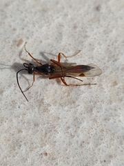 Proctotrupidae