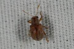 Demotina modesta