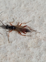 Proctotrupidae
