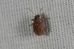 Demotina modesta