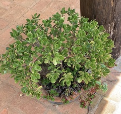 Crassula ovata