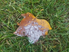 Erysiphe liriodendri