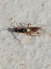Proctotrupidae